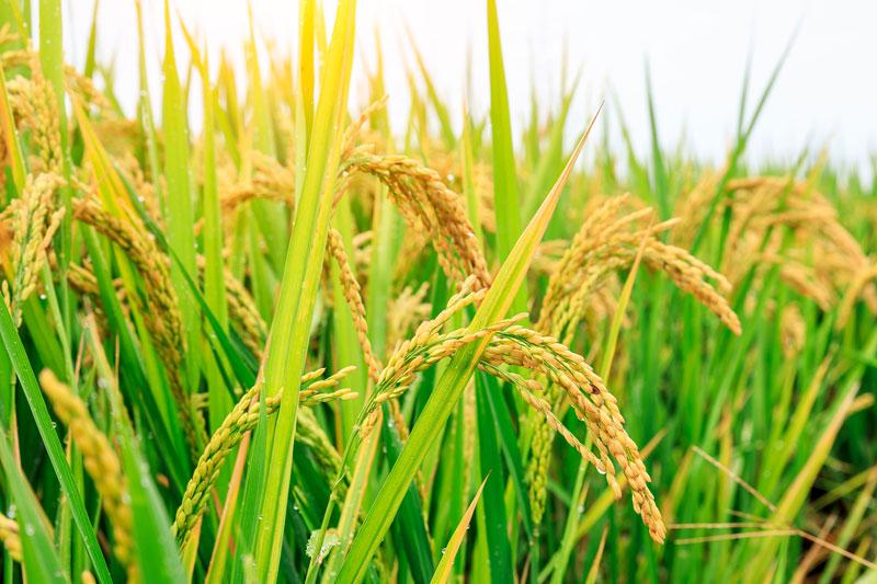 2021年水稻“两迁”害虫防控技术要点