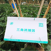 三角诱捕器