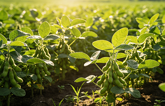 2026年全国大豆重大病虫害发生趋势预报