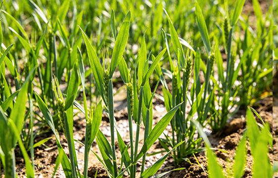 2026年冬小麦增施肥促壮苗技术意见