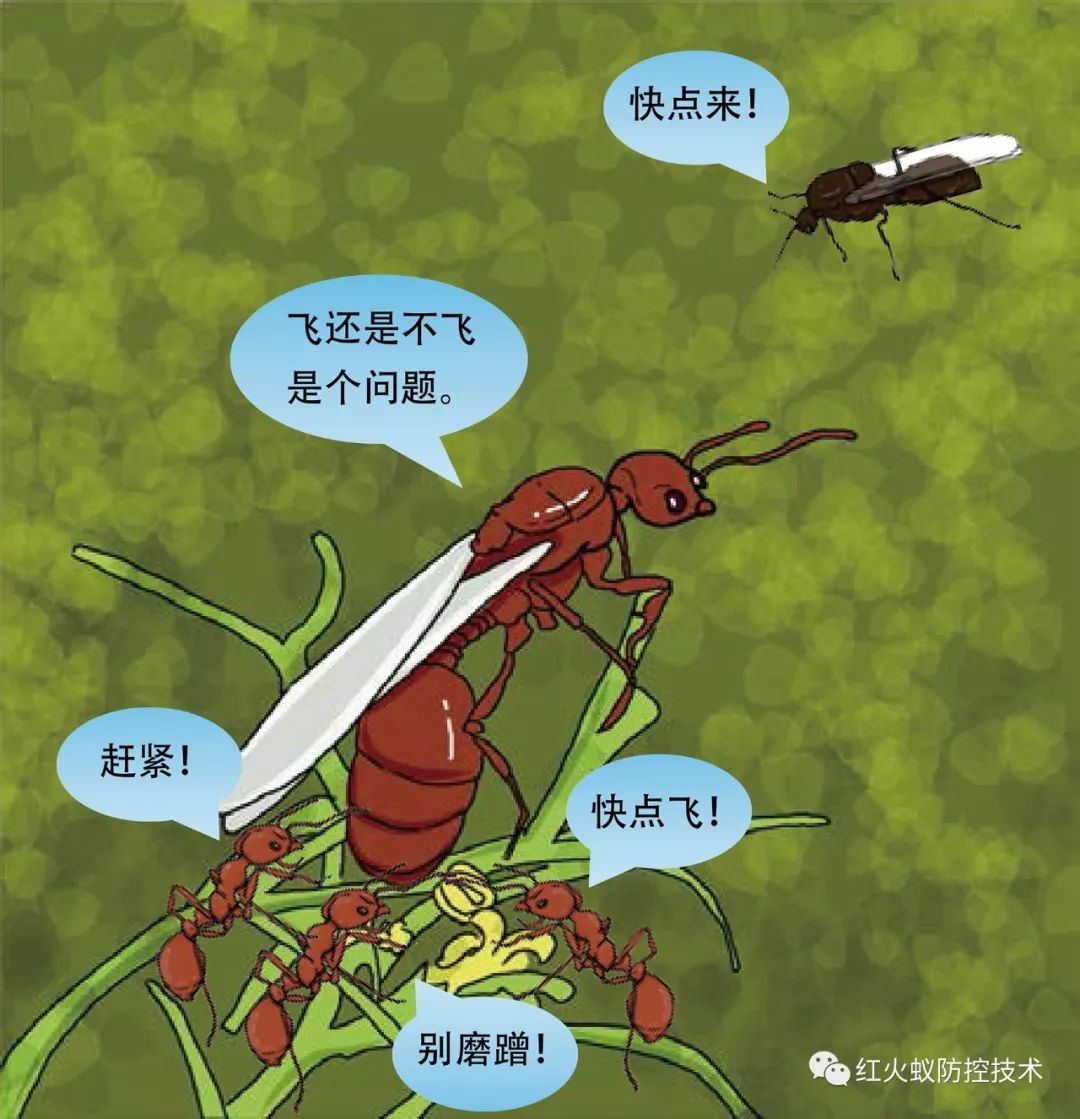 红火蚁婚飞监测器_广州瑞丰生物科技有限公司