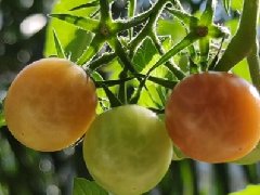 番茄褐色皱果病毒监测与防控技术方案