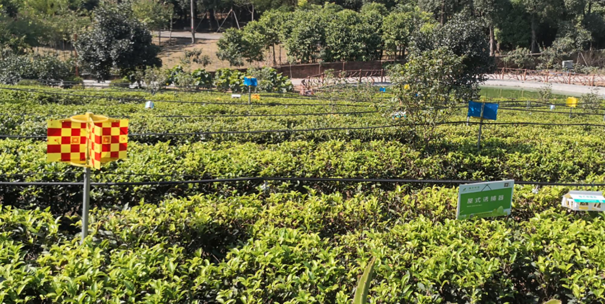 瑞丰科技产品在广东省农技总站园区示范农作物病虫害绿色防控技术